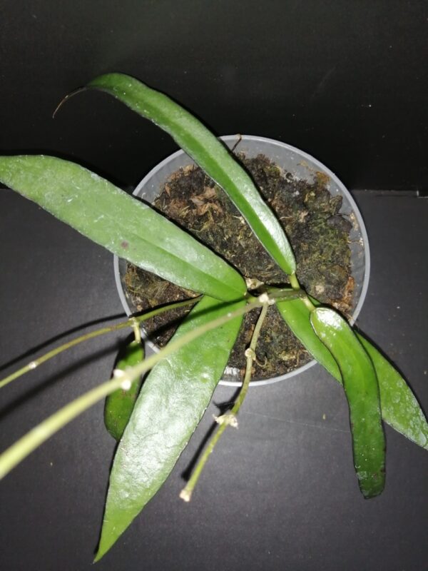 Hoya scortechinii
