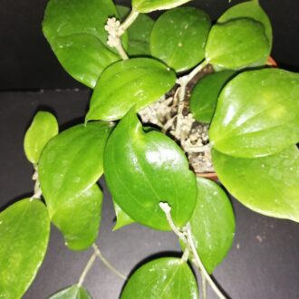 Hoya aldrichii