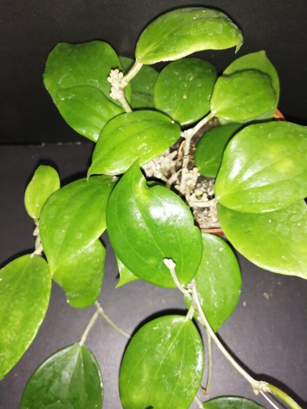 Hoya aldrichii