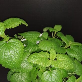 Melissa officinalis