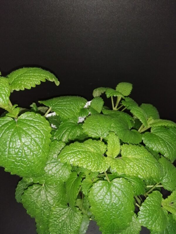Melissa officinalis