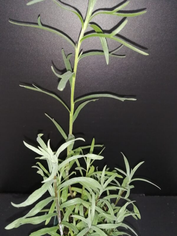 Artemisia dracunculus Sperling's Kleine , Dragoncello