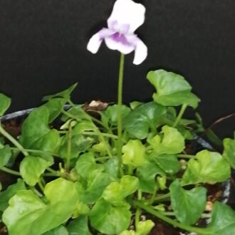 Viola hederacea