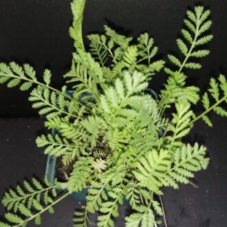 Tanacetum vulgare