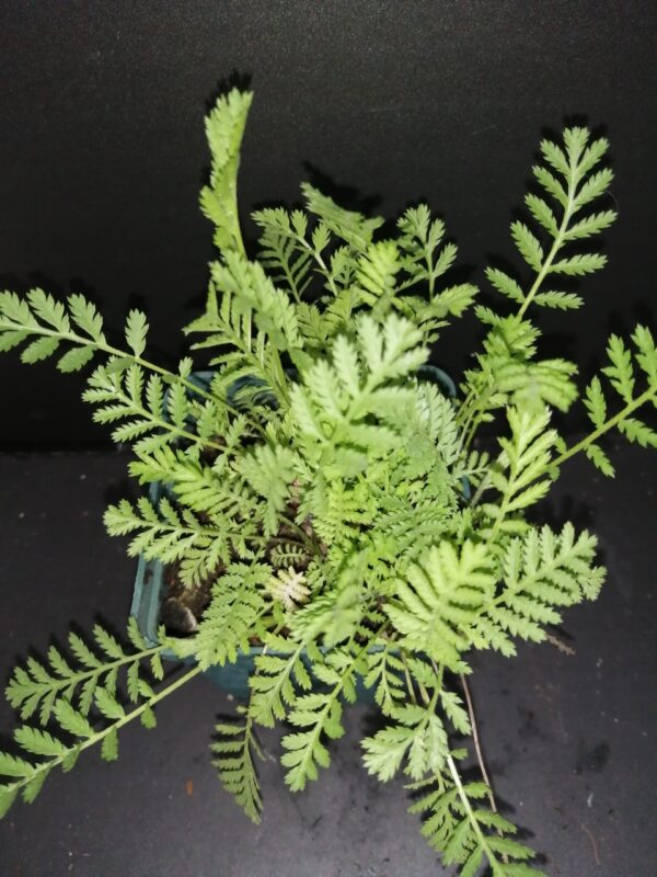 Tanacetum vulgare