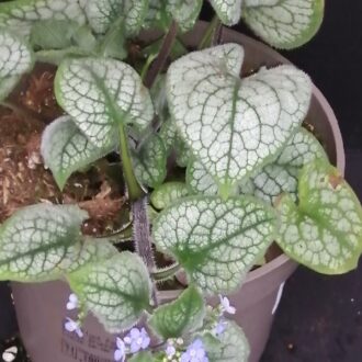 Brunnera Jack Frost blawn