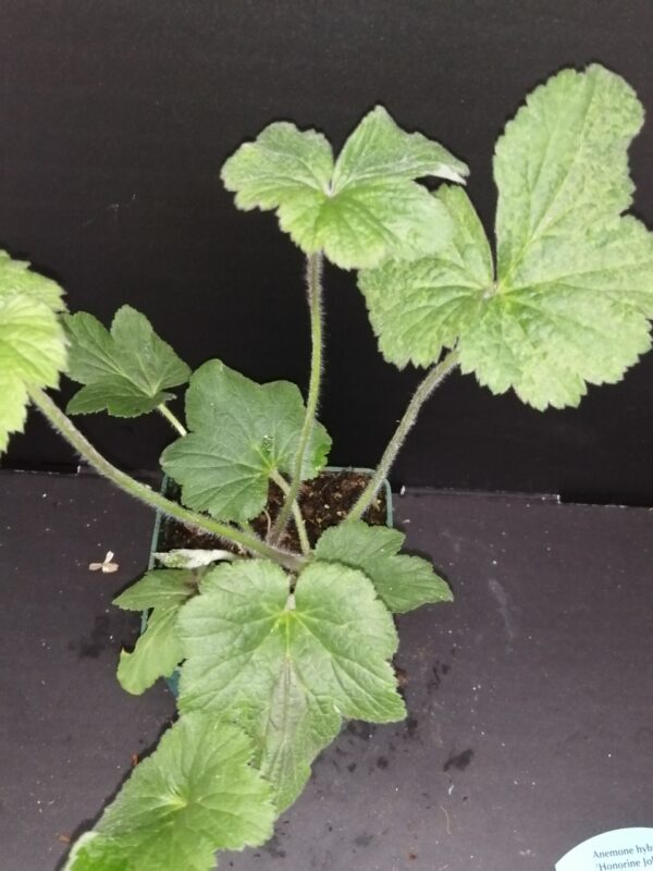 Anemone japonica hybrida Honorine Jobert