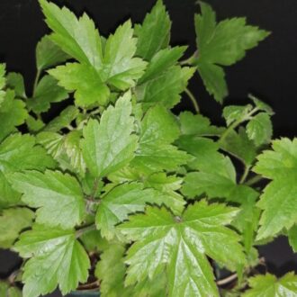 Anemone japonica hybrida Prinz Heinrich