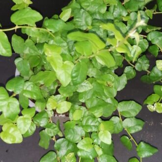 Ficus pumila