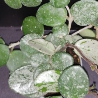 Hoya Mathilde splash micro