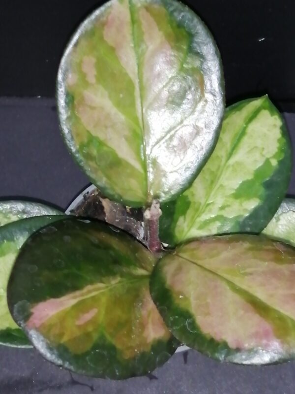 Hoya australis ssp.tenuipes Lisa