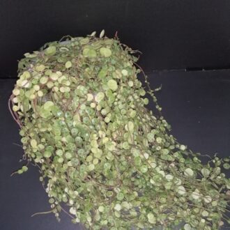 Peperomia prostrata
