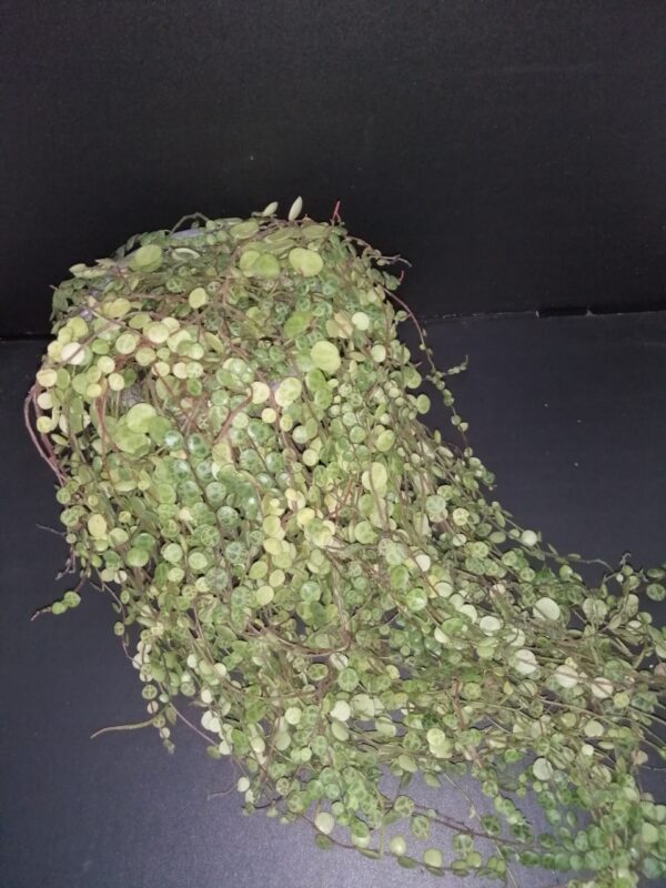 Peperomia prostrata