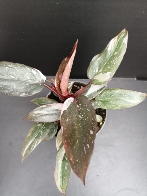 Philodendron Pink Princess PIANTA GIOVANE