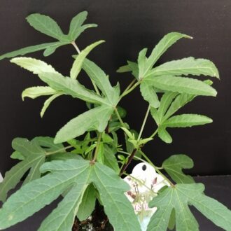 Hibiscus sabdariffa