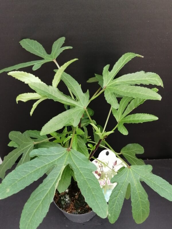 Hibiscus sabdariffa