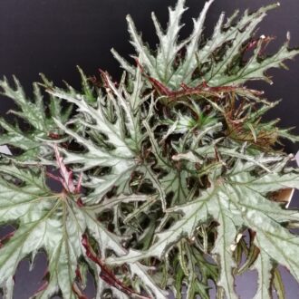 Begonia U614