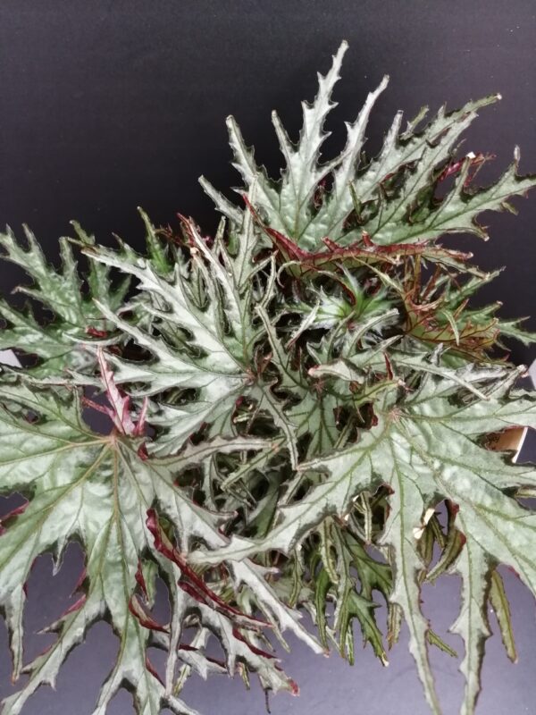 Begonia U614