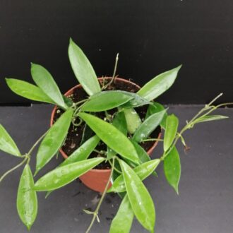 Hoya stoneana