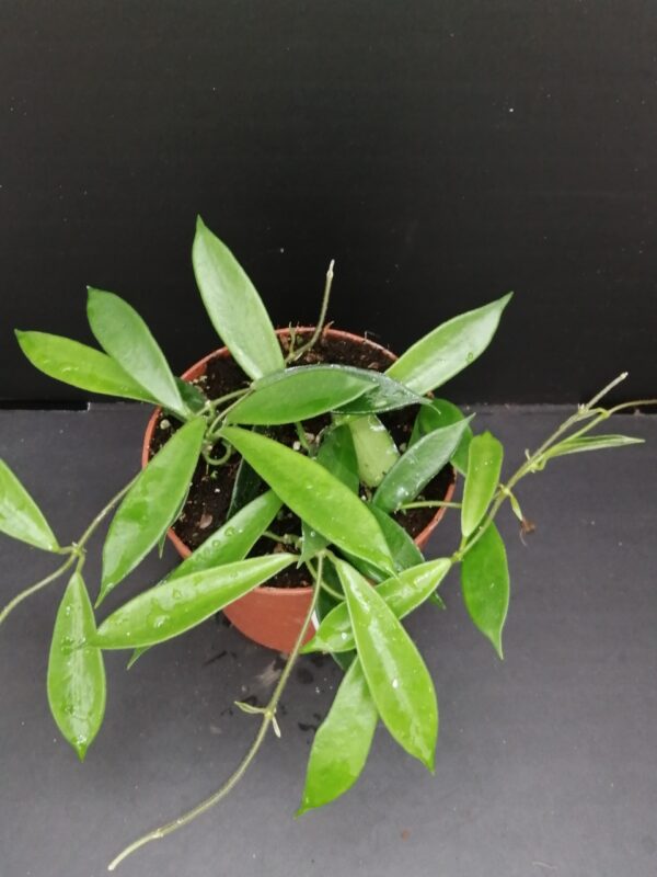 Hoya stoneana