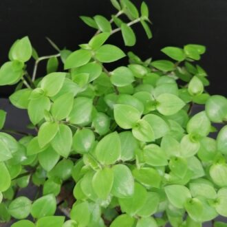 Callisia repens