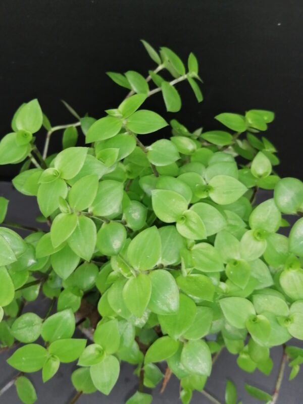 Callisia repens