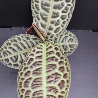Labisia Turtle Back