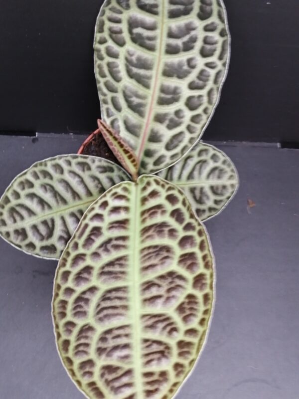 Labisia Turtle Back