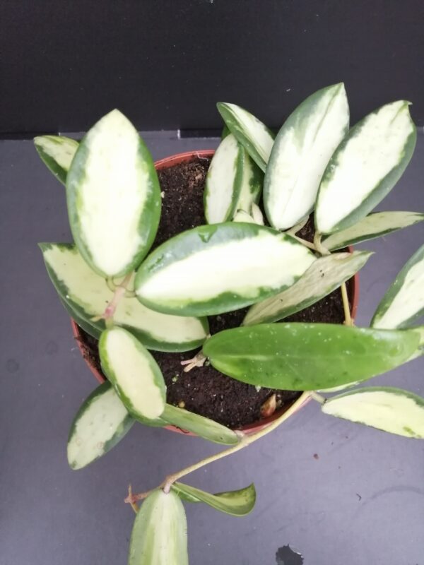 Hoya verticillata inner variegated