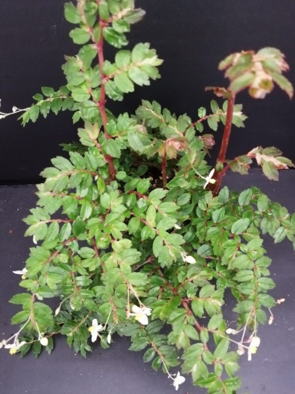 Begonia foliosa
