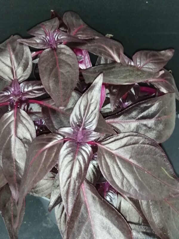 Iresine herbstii Blood Leaf