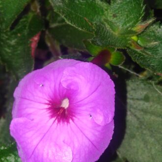 Achimenes 'Aquamarine'