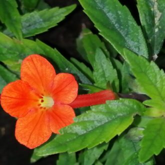 Achimenes erecta