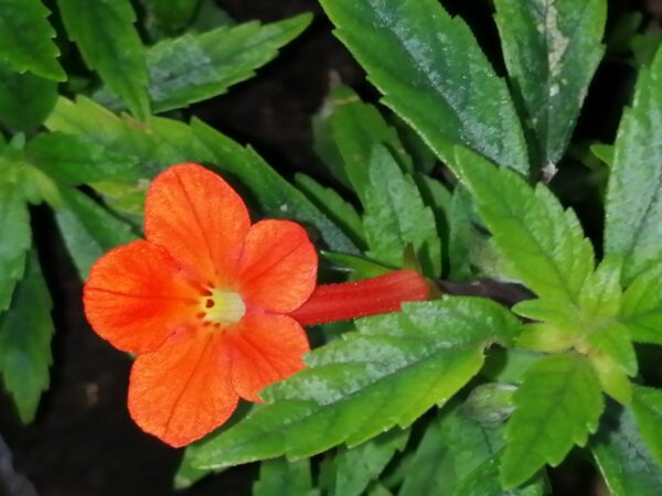 Achimenes erecta