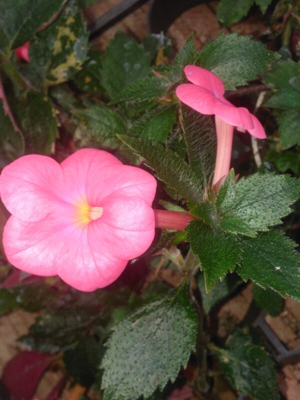 Achimenes 'Tarantella'