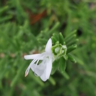 Rosmarino a fiore bianco