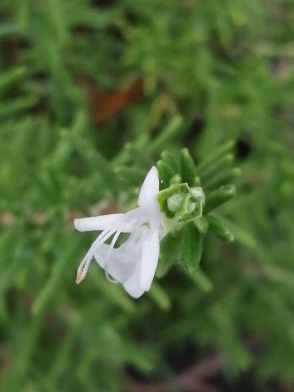 Rosmarino a fiore bianco