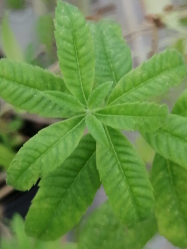 Aloysia (Lippia) citriodora