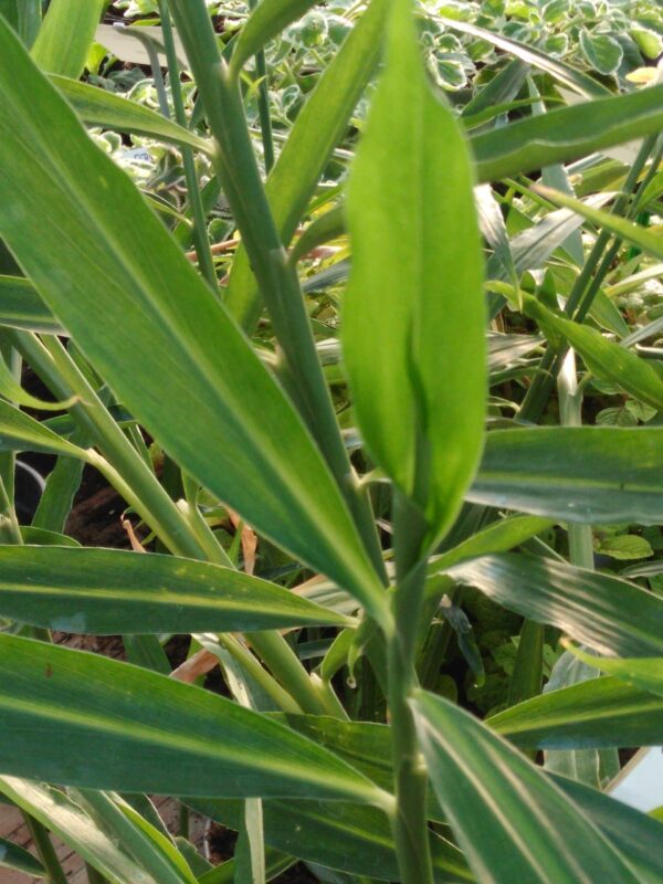 Zingiber officinale