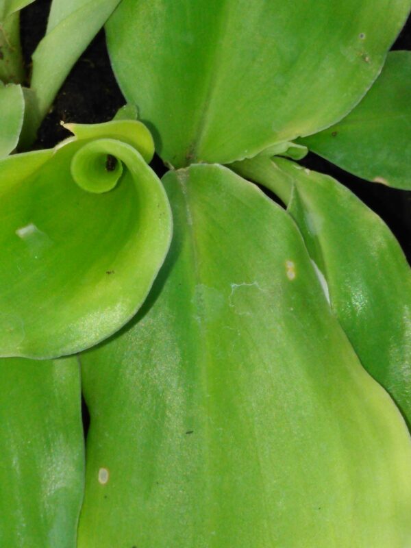 Alpinia galanga