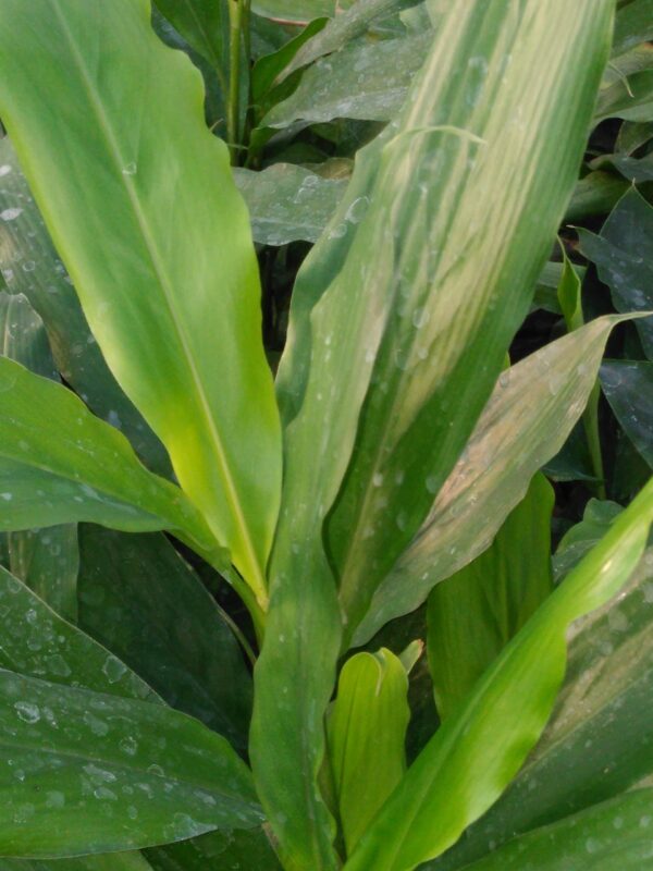 Alpinia nutans Falso cardamomo, zenzero alla cannella