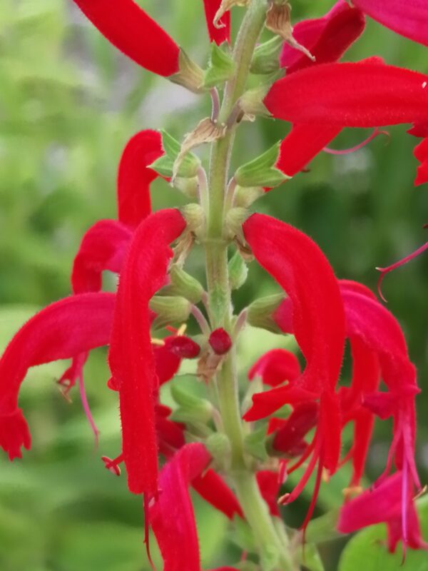 Salvia elegans - Ananas