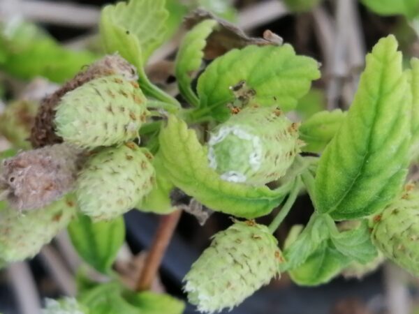 Lippia dulcis zucchero azteco