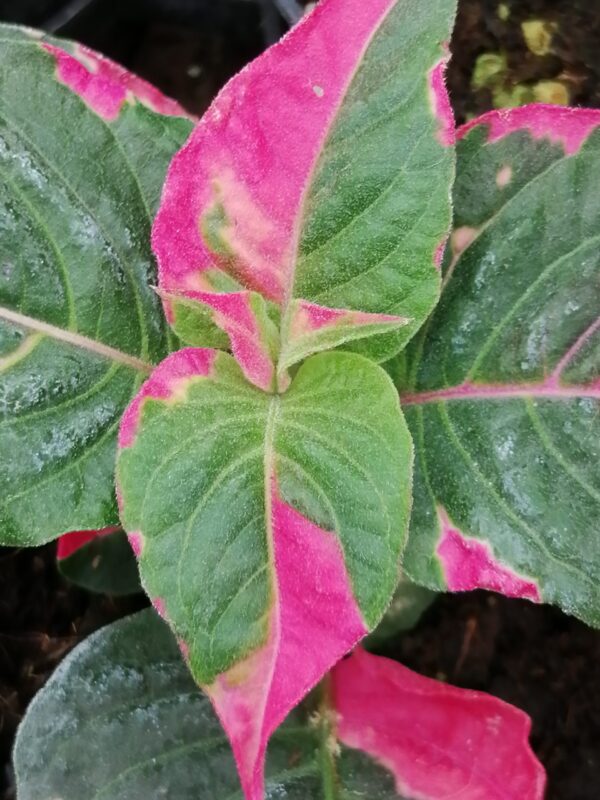 Alternanthera amoena Party Time