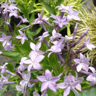 Amsonia 'Blue Ice'