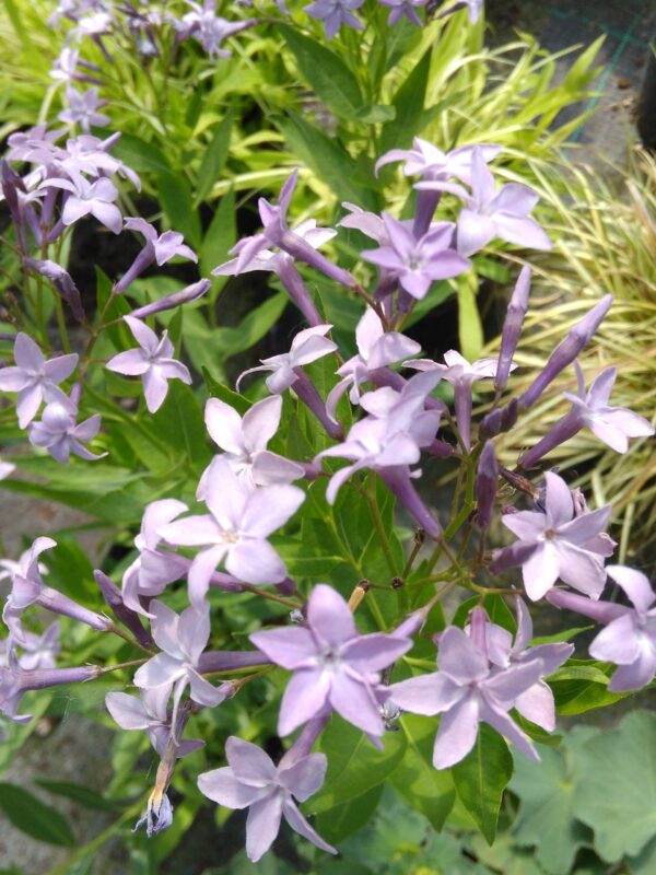 Amsonia 'Blue Ice'