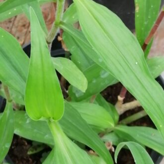 Aneilema hockii