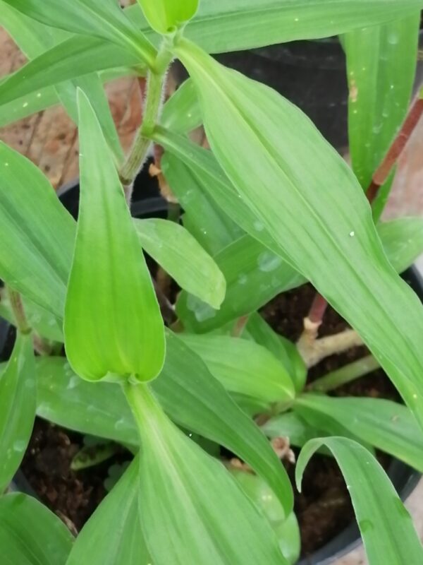 Aneilema hockii