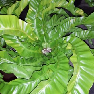 Asplenium antiquum Hurricane