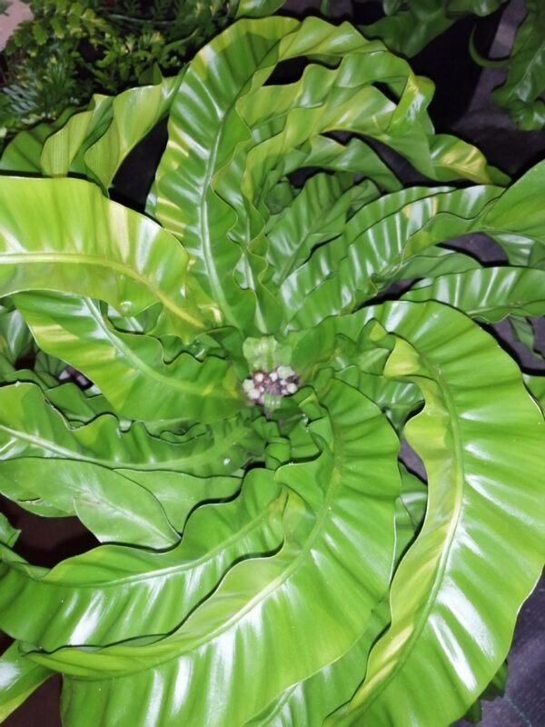 Asplenium antiquum Hurricane